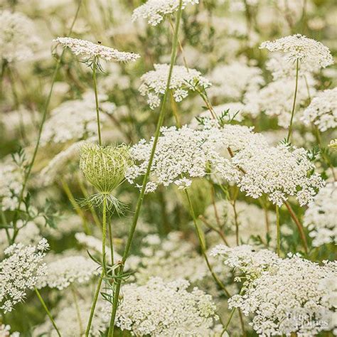 Poisonous Weed Like Queen Annes Lace Better Homes And Gardens