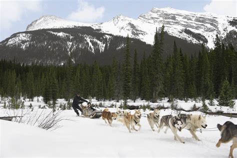 Spirit Of The Dog Society Dog Sled Tours In Banff Banff Travel