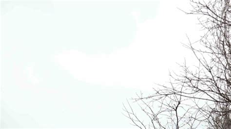 ✓ high quality images ✓ hd & 4k quality page 2. Tree branches on the background of white sky.: Royalty ...