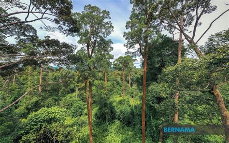Bernama Hutan Bukan Untuk Hasilkan Kayu Balak Semata Mata Km Sabah