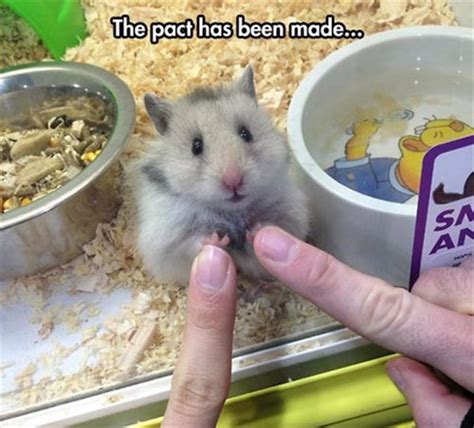 I Shall Desire No Other Hamster For As Long As I Live Animal Comedy