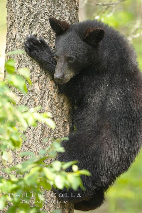 American Black Bear Ursus Americanus Orr Minnesota 18810