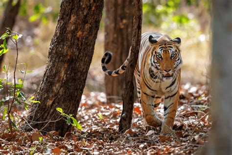 Photography Safari Tour To Bandhavgarh National Park Madhya Pradesh