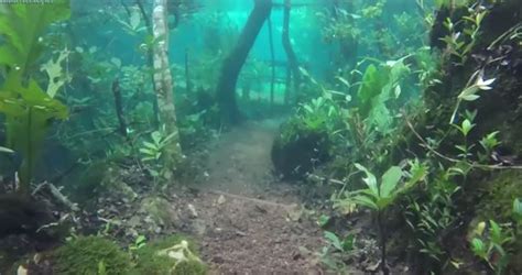 Incredible Underwater Rainforest In Brazil Looks Like The Stuff Of