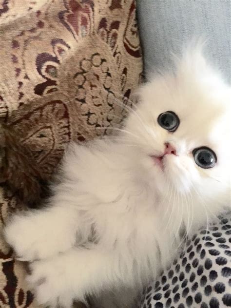 Persian Kittens Gallery Teacup Kittens For Sale Teacup Kitten