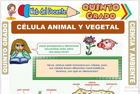 Célula Animal Y Vegetal Para Quinto Grado De Primaria Web Del Docente