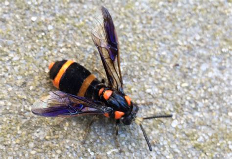 I have several mud daubers who build reds, yellows, and oranges are more likely to attract bees and wasps than blue or green. Horntails, Wood Wasps and Sawflies Archives - Page 9 of 44 ...