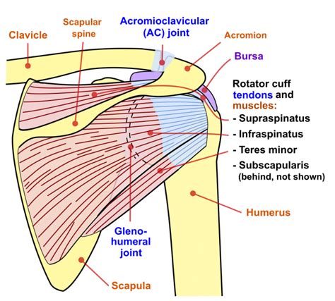 An image depicting shoulder anatomy can be seen below. Shoulder Ligaments, Bones And Tendons | Science Trends