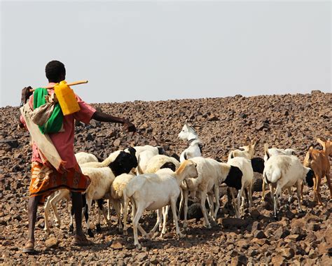 Pastoralist With Herd Pastoralist Communities In The Horn Flickr