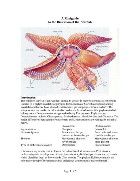 Starfish Anatomy Anatomical Charts And Posters