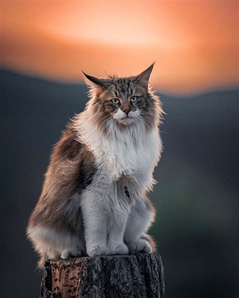 The Norwegian Forest Cats Royal Adventures In The Great Outdoors