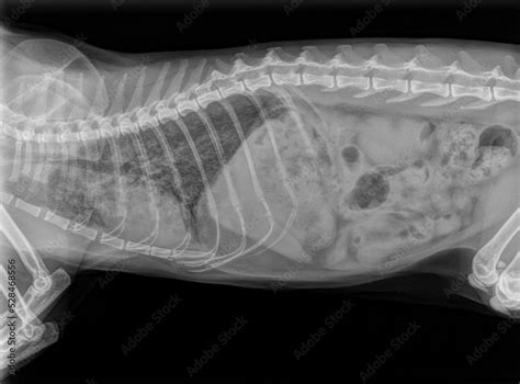 X Ray Of A Pregnant Cat With A Traumatic Diaphragmatic Hernia Stock