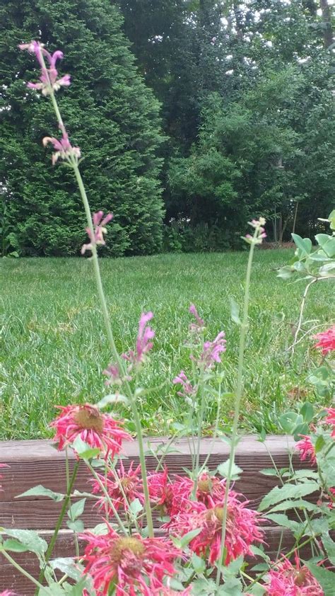 Cool wet soils can limit a plants ability to. Monarda bee balm | Bee balm, Butterfly bush, Yellow butterfly