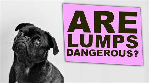 Are Lumps On Your Dog Dangerous Youtube