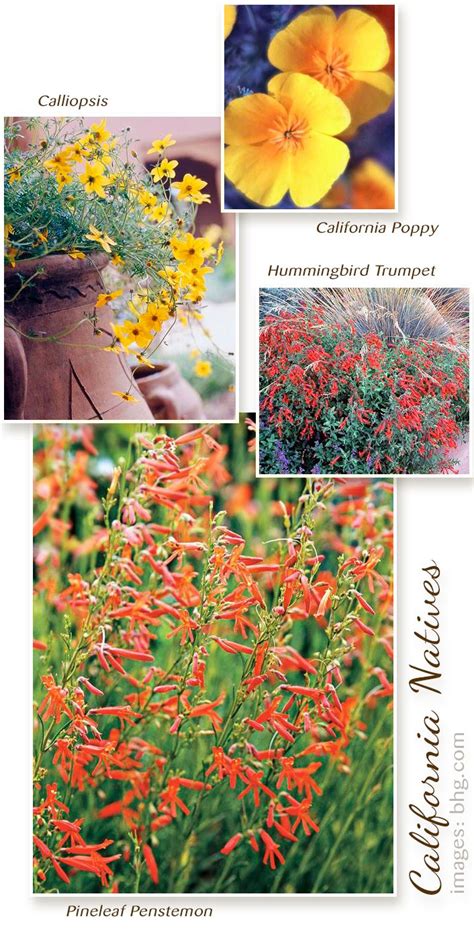 Natalie Horner Drought Resistant Flowering Plants Southern California