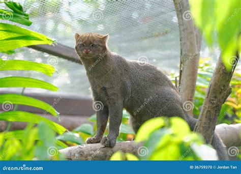 Jaguarundi A Small Wild Cat Stock Photo Image Of Mammal Otter 36759370