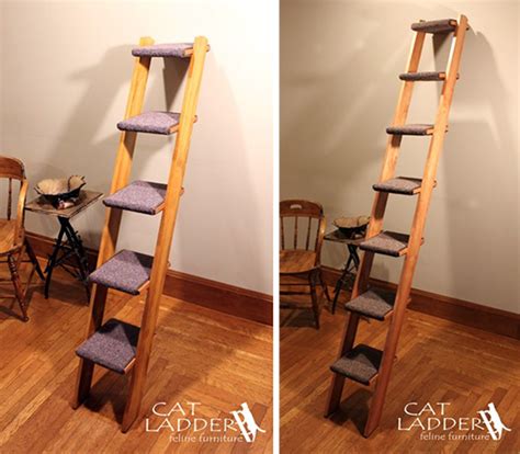 Enrichment makes common sense for in fact, the ohio state university's indoor cat initiative, a project designed to address all facets of feline enrichment, recognizes that poor mental. Give Kitty Her Own Ladder to Climb • hauspanther