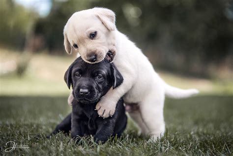 Labradorwelpen Spielen Und Raufen Miteinander Hund Fotografie