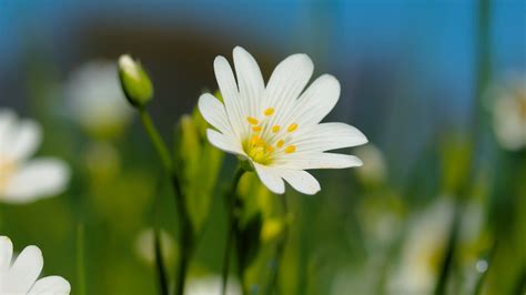 Download 1920x1080 Wallpaper Summer Garden Flowers Plant White