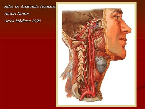 Apaixonados Por Anatomia Arteriografia Cerebral