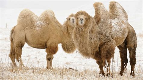 Camels In Desert National Geographic