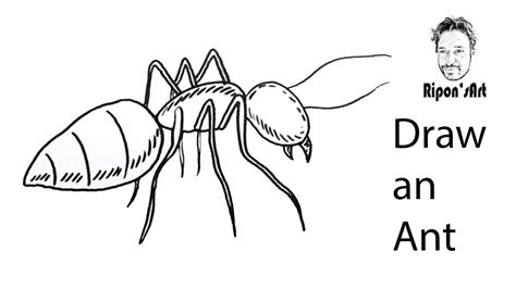How To Draw An Ant Real Easy Youtube