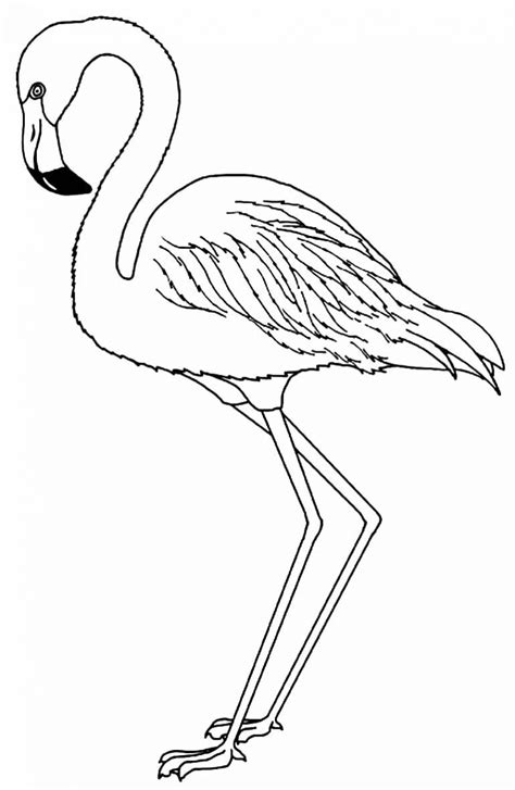 30 Desenhos Para Colorir De Flamingo Como Fazer Em Casa