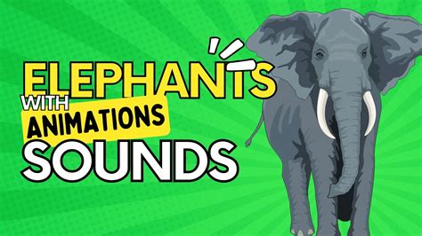 Elephant Sounds With Animation Sound Effects Of Elephants Trumpeting