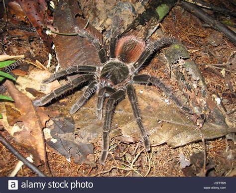 Ridiculously huge numbers of animals live in rainforests, including microscopic animals, invertebrates (like insects and. fauna animals spin brazil south america amazon rainforest ...