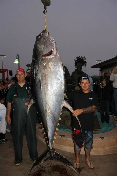 445 Pound Yellowfin Tuna Largest Yellowfin Tuna Ever Catch Bd