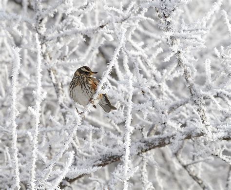 Pewit Thrushes In The Frost