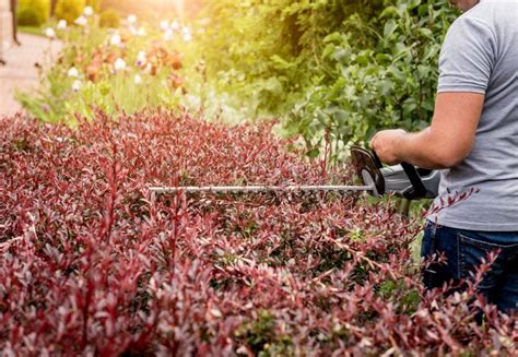 A Gardener Trimming Shrub With Hedge Trimmer Stock Image Image Of