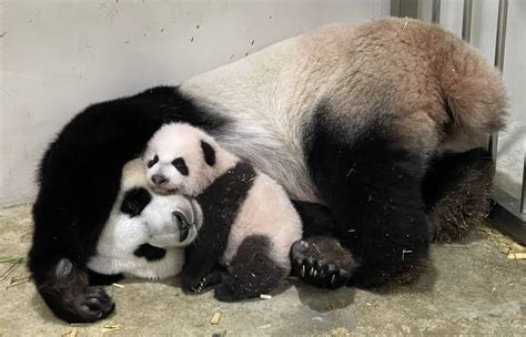Singapores Giant Panda Cub Celebrates 100 Days With His First Baby Steps