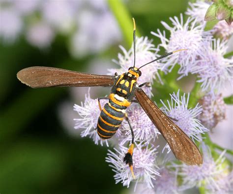 Texas Wasp Moth Flickr Photo Sharing