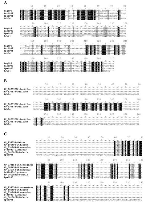 Analysis Of The Ppsp Protein Family A Multiple Sequence Analysis Download Scientific