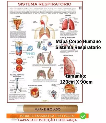 Mapa Corpo Humano Sistema Respiratorio X Enrolado Mercadolivre The Best Porn Website