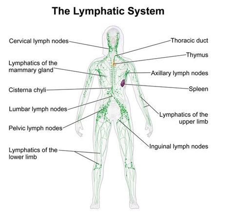 View Source Image Lymphatic Drainage Massage Lymphatic System Lymph