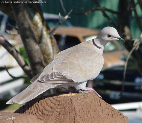 Lauras Eurasian Collared Dove Pictures