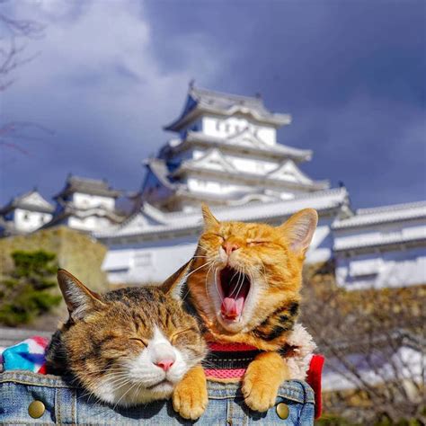 Guy Takes His Two Cats On His Travels Around Japan