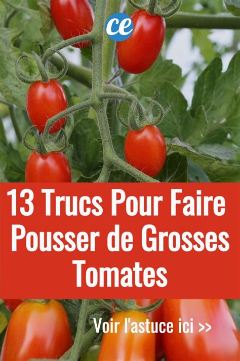 Astuces Pour Faire Pousser Plus De Tomates Plus Grosses Et Plus