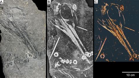 flattened ichthyosaur fossil gets new life with x ray vision the new york times