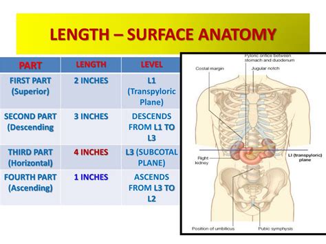 Ppt Anatomy Of The Small Intestine Powerpoint Presentation Free