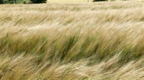 Tall Grass Blowing In The Wind Stock Video Clip K0013159 Science