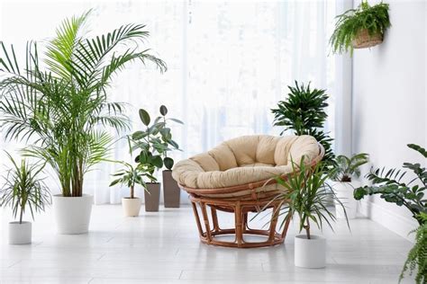 Interior Design With Plants Home Design Ideas