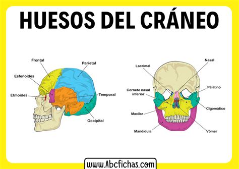 Anatomía Y Huesos De La Cabeza O Cráneo