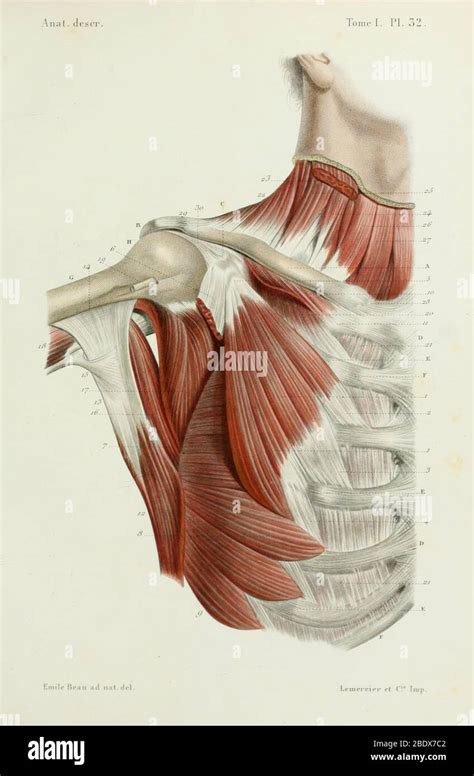 Human Shoulder And Chest Muscles Anterior 1844 Stock Photo Alamy