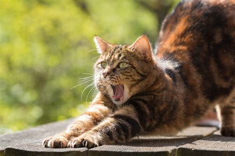 A Step By Step Guide To Taming Feral Cats Scaredycats