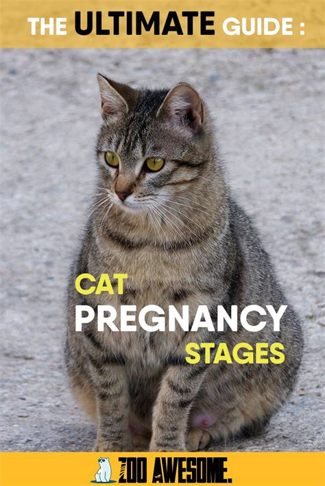 Cat Pregnancy Stages You Should Know About Artofit