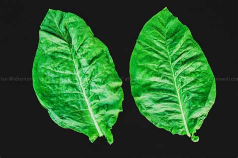 15+ Gambar Daun Tembakau Kartun - Miki Kartun