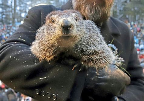 Browse photos, see new properties, get open house info, and research neighborhoods on trulia. Groundhog Day in Punxsutawney to go virtual | Pittsburgh ...